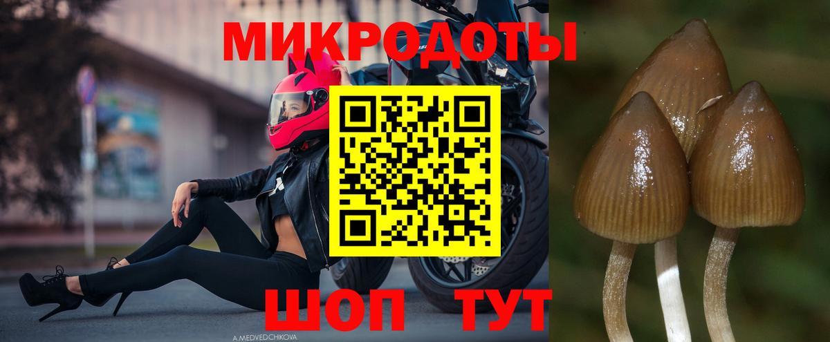 Курчатов  Галлюциногенные грибы Cubensis  Псилоцибиновые грибы Psilocybine cubensis  Вход с VPN 